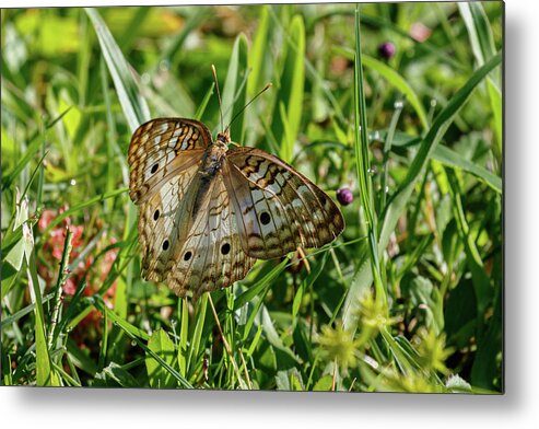 Butterfly Metal Print featuring the photograph Spreading my wings by Les Greenwood