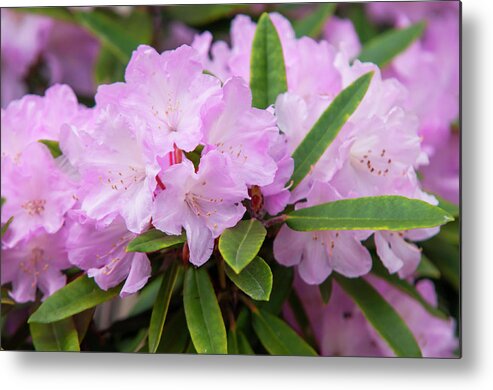 Jenny Rainbow Fine Art Photography Metal Print featuring the photograph Spring Bloom of Rhododendrons. Hybrid Petr 1 by Jenny Rainbow