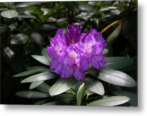 Close Up Color Photography Of A Rhododendron Blossom. Metal Print featuring the photograph Spring Blossom by Geoff Jewett