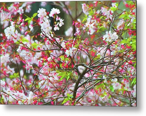 Blossom Metal Print featuring the photograph Spring Blossoms by Bonnie Follett