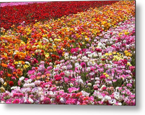 Flowers Metal Print featuring the photograph Spring Flowers by Rich Cruse