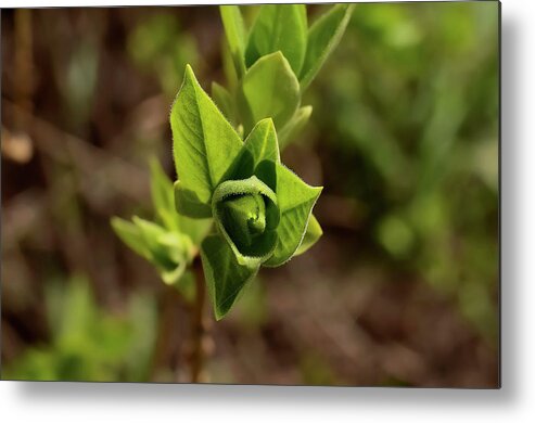 Spring Metal Print featuring the photograph Spring foliage. by Sergei Fomichev