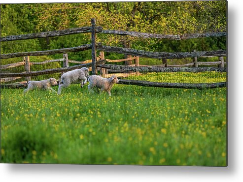 Lamb Metal Print featuring the photograph Spring Gallop by Rachel Morrison