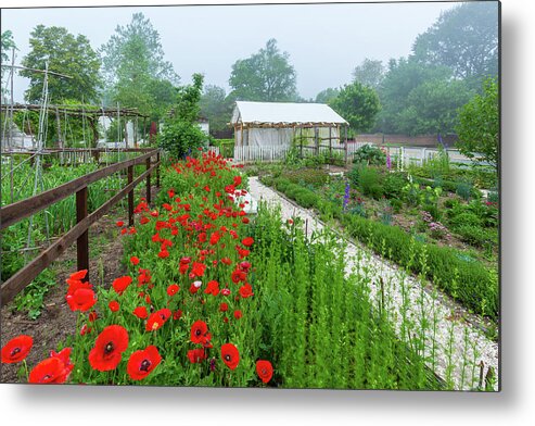 Poppies Metal Print featuring the photograph Spring Morning at the Nursery by Rachel Morrison