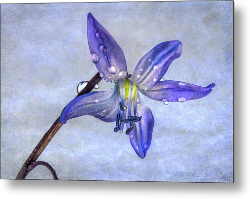 Purple Metal Print featuring the photograph Spring Scilla Flower w/Texture by Patti Deters