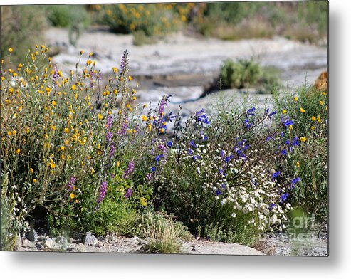 Yellow Metal Print featuring the photograph Spring Wildflowers at the Coachella Valley Wildlife Preserve by Colleen Cornelius