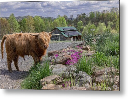 Tennessee Metal Print featuring the photograph Springtime at Elm Hollow Farm by Marcy Wielfaert