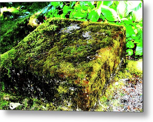 Weird Metal Print featuring the photograph Square Root by Simone Hester