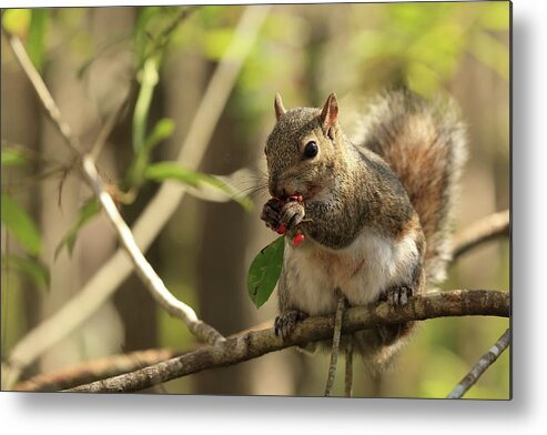 Squirrel Metal Print featuring the photograph Squirrel Eating Berries by Mingming Jiang