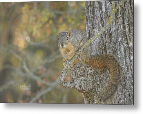 Squirrel Metal Print featuring the photograph Squirrel Print by Cathy Valle