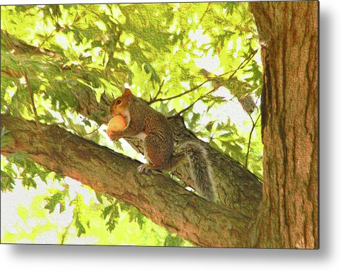 Squirrel Metal Print featuring the photograph Squirrel With Peach by Ola Allen