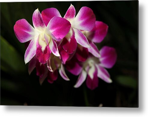 Orchid Metal Print featuring the photograph Stacked Orchids by Mingming Jiang