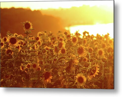 Summer Metal Print featuring the photograph Stand Above The Crowd by Lens Art Photography By Larry Trager