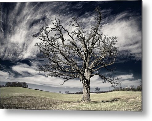 Oak Metal Print featuring the photograph Static Motion - gnarly barren oak tree on rolling Wisconsin prairie with majestic sky - pseudo IR by Peter Herman