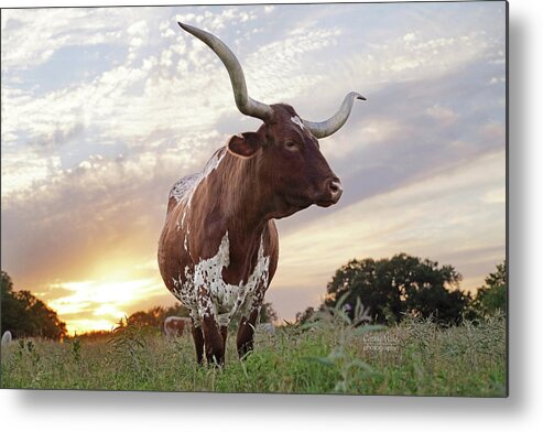 Texas Longhorn Cow Photo Metal Print featuring the photograph Sterling Texas Sunset by Cathy Valle