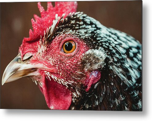 Hen Metal Print featuring the photograph Stevie the Speckled Sussex Chicken by Ada Weyland