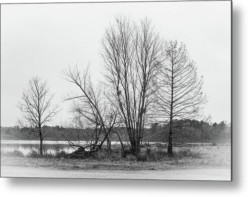 Leaf Metal Print featuring the photograph Still Trees 2 by Rick Nelson