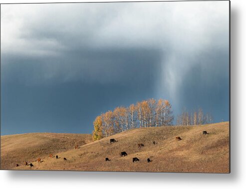 Pasture Metal Print featuring the photograph Storm over an Alberta fall pasture by Karen Rispin