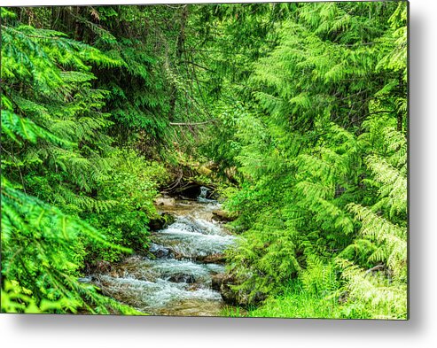 Stream Metal Print featuring the photograph Stream Of Ferns by Pamela Dunn-Parrish