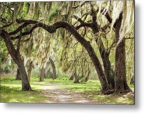 Florida Metal Print featuring the photograph Strolling Through the Reserve by Robert Carter