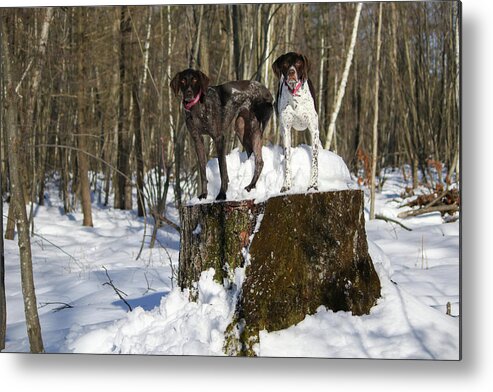 German Shorthair Metal Print featuring the photograph Stumped Dogs by Brook Burling