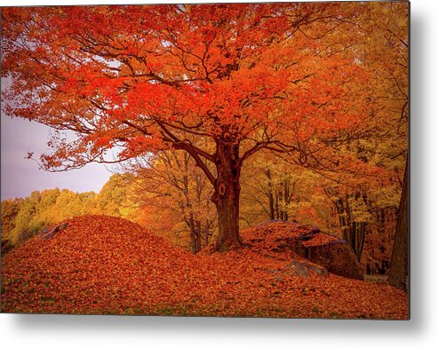 Peabody Massachusetts Metal Print featuring the photograph Sturdy Maple in Autumn Orange by Jeff Folger