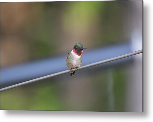 Bird Metal Print featuring the photograph Subtle Hint - Ruby-throated Humming Bird - Trochilus colubris by Spencer Bush