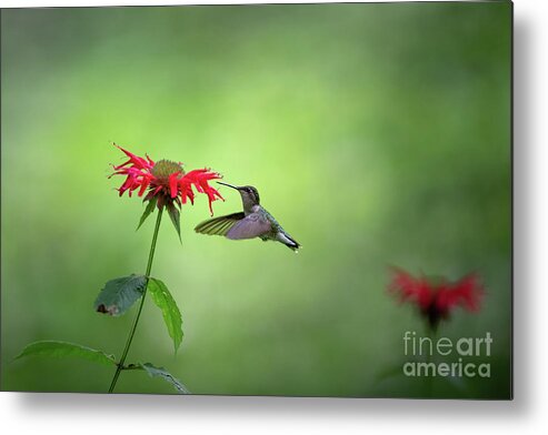 Ruby Throated Hummingbird Metal Print featuring the photograph Summer Garden Stills - Ruby Throated Hummingbird by Rehna George