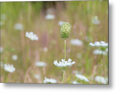 Daucus Carota Metal Print featuring the photograph Summer Meadows by Amelia Pearn