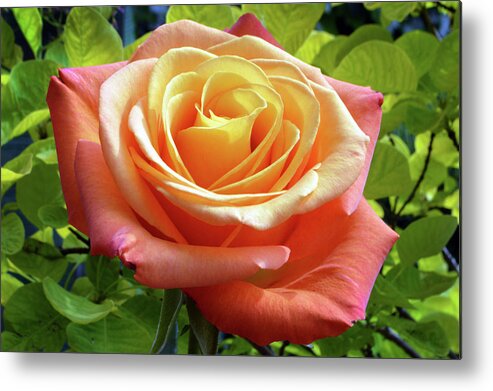 Rose Metal Print featuring the photograph Summer Rose by Terence Davis