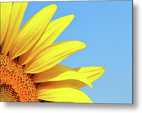 Sunflower Metal Print featuring the photograph Summer Shunshine by Lens Art Photography By Larry Trager