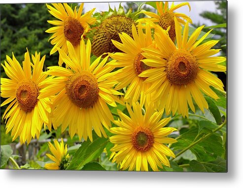 Helianthus Metal Print featuring the photograph Summer Sunflowers by Lynn Hunt