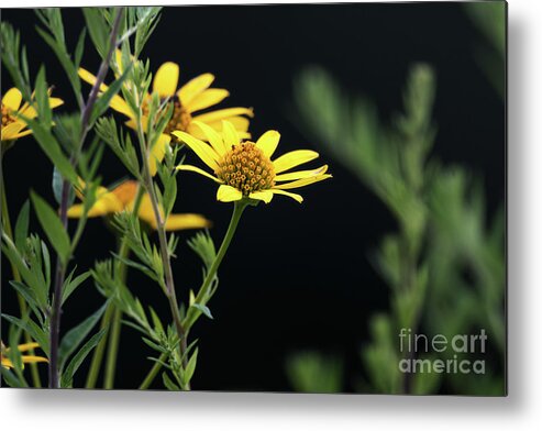 Wildflowers Metal Print featuring the photograph Summer Wildflowers - Ox Eye Sunflower by Rehna George