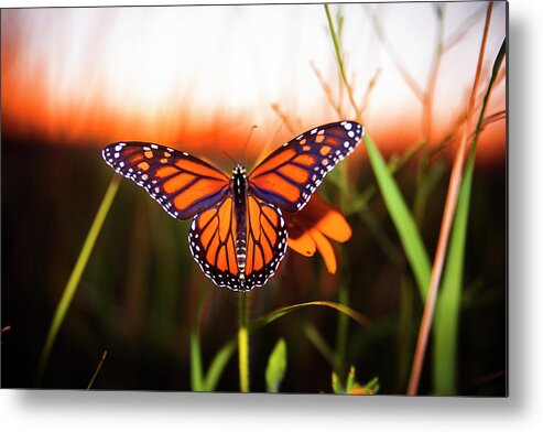  Metal Print featuring the photograph Sunbathing Monarch by Nicole Engstrom