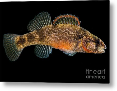 American Metal Print featuring the photograph Sunburst Darter, Etheostoma mihileze by Dante Fenolio