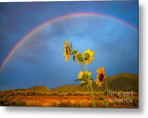 Taos Metal Print featuring the photograph Sunflower and Rainbows by Elijah Rael