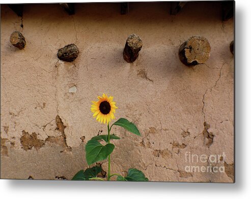 White Metal Print featuring the photograph Sunflower and Stucco by Susan Vineyard