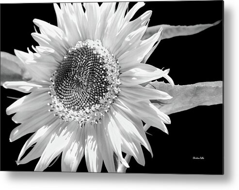 Sunflower Metal Print featuring the photograph Sunflower Black And White by Christina Rollo