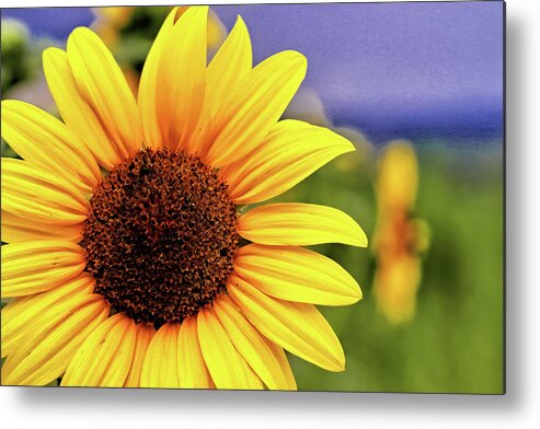 Sunflower Metal Print featuring the photograph Sunflower by Bob Falcone