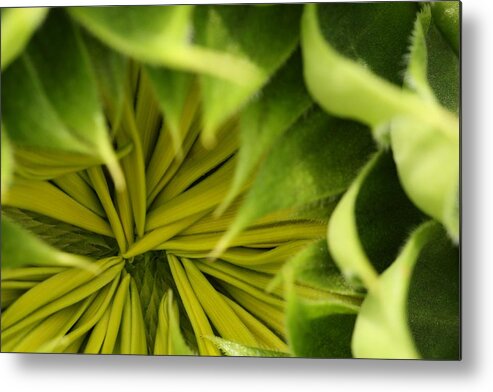 Sunflower Metal Print featuring the photograph Sunflower bud by Laurie Lago Rispoli