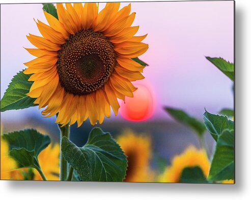 Bulgaria Metal Print featuring the photograph Sunflower by Evgeni Dinev