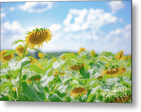 Sunflowers Metal Print featuring the photograph Sunflower Field of Dreams by JCV Freelance Photography LLC
