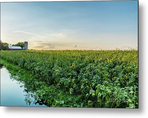 Sunflower Metal Print featuring the photograph Sunflower Field Reflections by Jennifer White