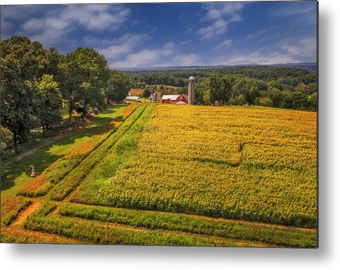 Sunflower Field Metal Print featuring the photograph Sunflower Fileds Aerial by Susan Candelario