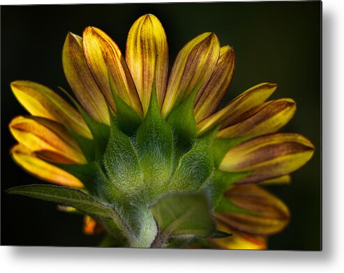 Sunflower Metal Print featuring the photograph Sunflower in Shadow by Carrie Hannigan