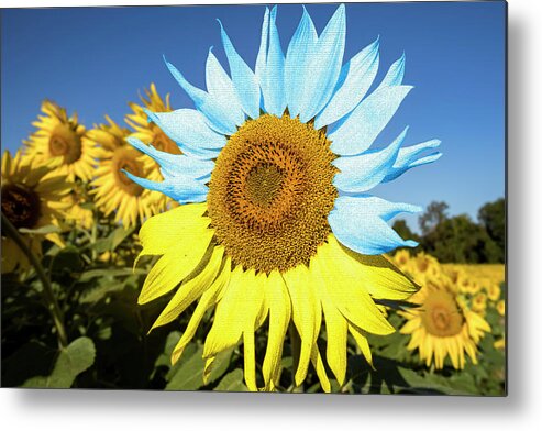 Bloom Metal Print featuring the photograph Sunflower in Ukraine flag colors by Karen Foley