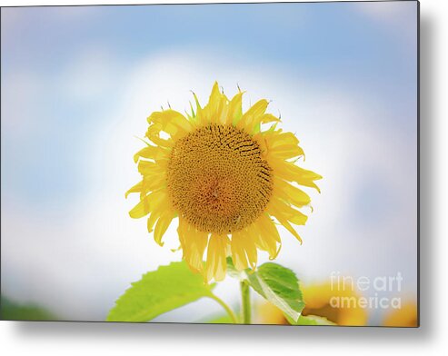 Sunflowers Metal Print featuring the photograph Sunflower Sky by JCV Freelance Photography LLC