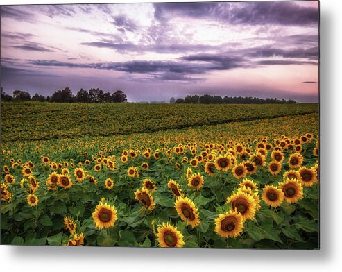 Sunflowers Metal Print featuring the photograph Sunflower Sunrise by Tricia Louque