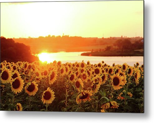 Summer Metal Print featuring the photograph Sunflowers At Sunset by Lens Art Photography By Larry Trager