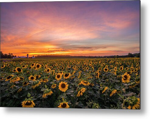 Sunflower Sunset Metal Print featuring the photograph Sunflower Sunset by Mark Papke
